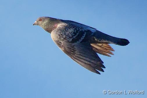 Pigeon In Flight_25082.jpg - Rock Pigeon (Columba livia) photographed at Smiths Falls, Ontario, Canada.